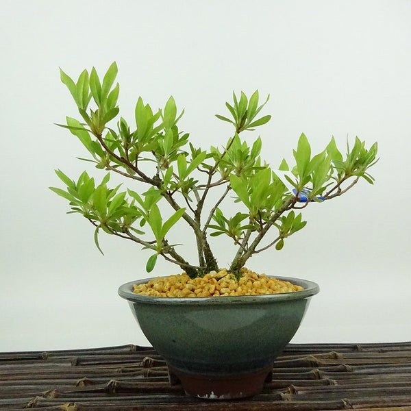 盆栽 皐月 聖代 樹高 約12cm さつき Rhododendron indicum サツキ ツツジ科 常緑樹 観賞用 小品 u1198423591