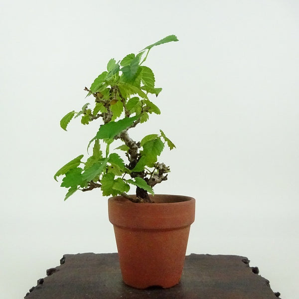 盆栽 桑 樹高 約11cm くわ Morus australis クワ クワ科 落葉樹 観賞用 小品 p1198421109