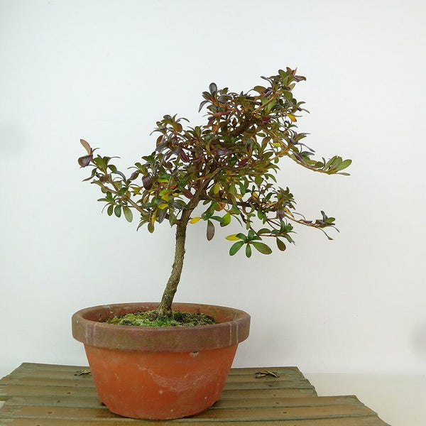 盆栽 皐月 八咫ノ鏡 樹高 約21cm さつき Rhododendron indicum サツキ ツツジ科 常緑樹 観賞用 w1198406189