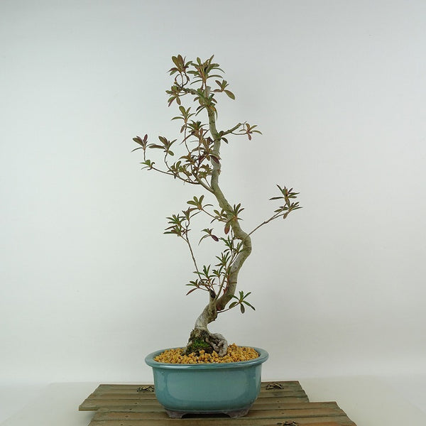 盆栽 皐月 八咫の鏡 樹高 約43cm さつき Rhododendron indicum サツキ ツツジ科 常緑樹 観賞用 f1198410823