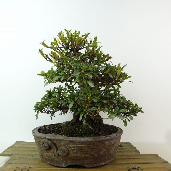 盆栽 皐月 愛国 樹高 約20cm さつき Rhododendron indicum サツキ ツツジ科 常緑樹 観賞用 小品 m1198408920
