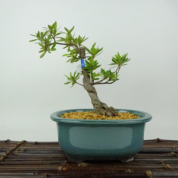 盆栽 皐月 大盃 樹高 約17cm さつき Rhododendron indicum サツキ ツツジ科 常緑樹 観賞用 小品 r1198407174