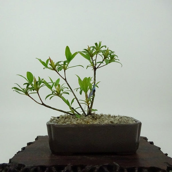 盆栽 皐月 樹高 約10cm さつき Rhododendron indicum サツキ ツツジ科 常緑樹 観賞用 小品 b1198420523