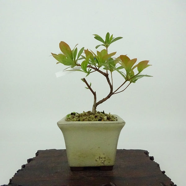 盆栽 皐月 樹高 約11cm さつき Rhododendron indicum サツキ ツツジ科 常緑樹 観賞用 小品 f1198414109
