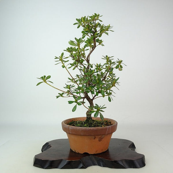盆栽 皐月 鼓の舞 樹高 約27cm さつき Rhododendron indicum サツキ ツツジ科 常緑樹 観賞用 s1198412385