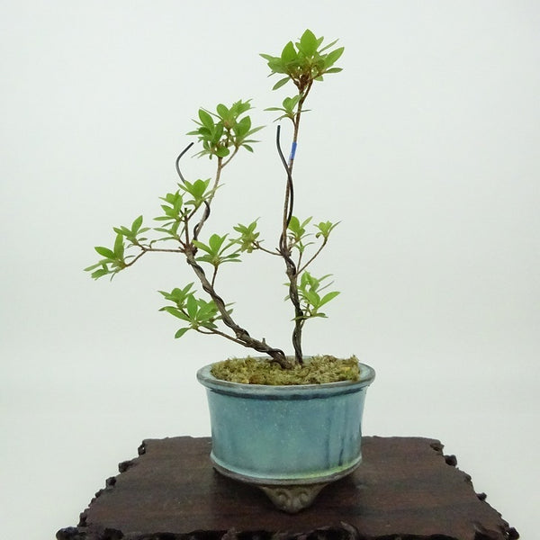 盆栽 皐月 築峰 樹高 約14cm さつき Rhododendron indicum サツキ ツツジ科 常緑樹 観賞用 小品 1198407215