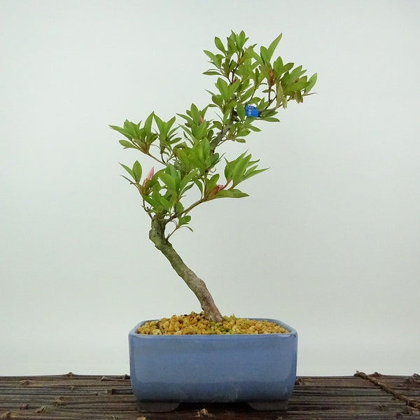 盆栽 皐月 神鏡 樹高 約30cm さつき Rhododendron indicum サツキ ツツジ科 常緑樹 観賞用 w1198405341