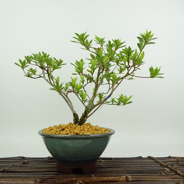 盆栽 皐月 桜姫 樹高 約18cm さつき Rhododendron indicum サツキ ツツジ科 常緑樹 観賞用 小品 v1198443152