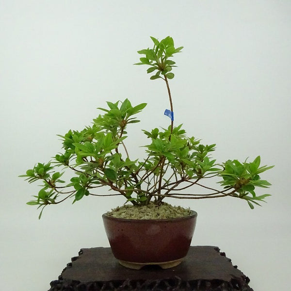 盆栽 皐月 樹高 約17cm さつき Rhododendron indicum サツキ ツツジ科 常緑樹 観賞用 小品 p1198417671