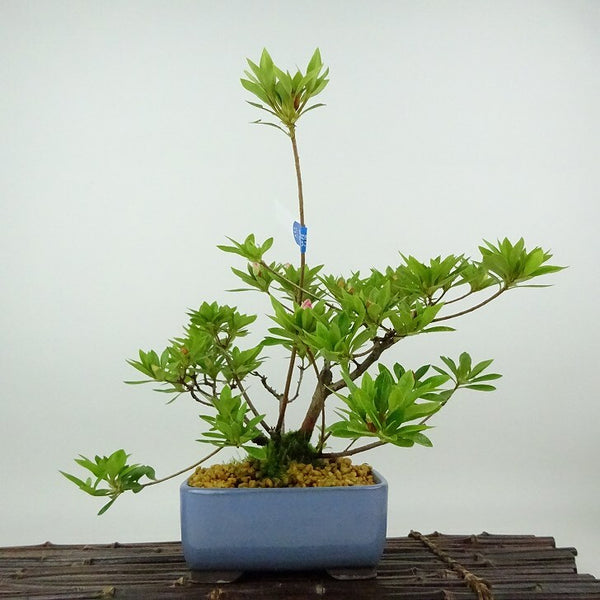 盆栽 皐月 花舞妓 樹高 約23cm さつき Rhododendron indicum サツキ ツツジ科 常緑樹 観賞用 t1198414450