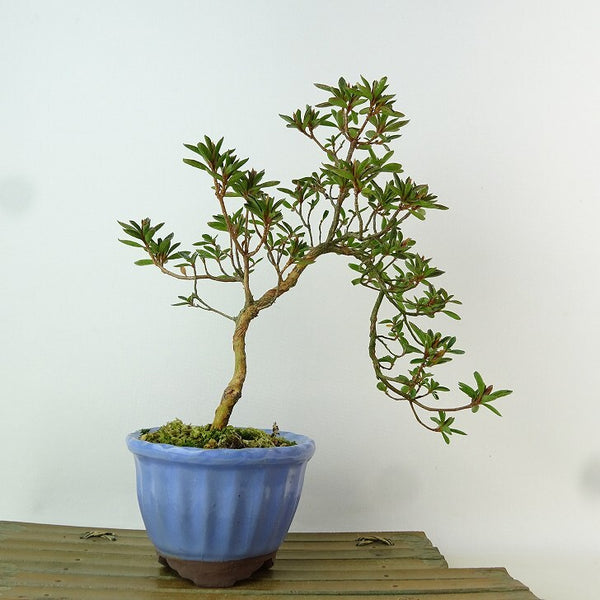 盆栽 皐月 星の輝 樹高 約23cm さつき Rhododendron indicum サツキ ツツジ科 常緑樹 観賞用 j1198412292