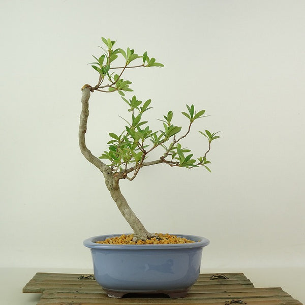 盆栽 皐月 神鏡 樹高 約25cm さつき Rhododendron indicum サツキ ツツジ科 常緑樹 観賞用 r1198406129