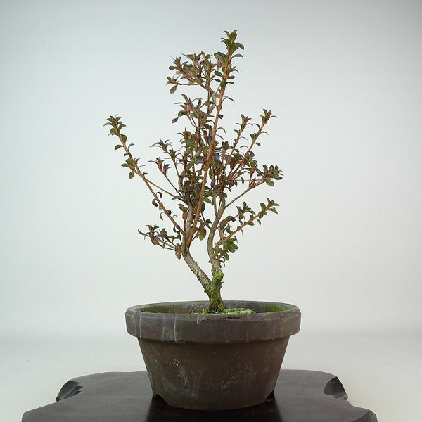 盆栽 皐月 菊姫 樹高 約31cm さつき Rhododendron indicum サツキ ツツジ科 常緑樹 観賞用 1198410151