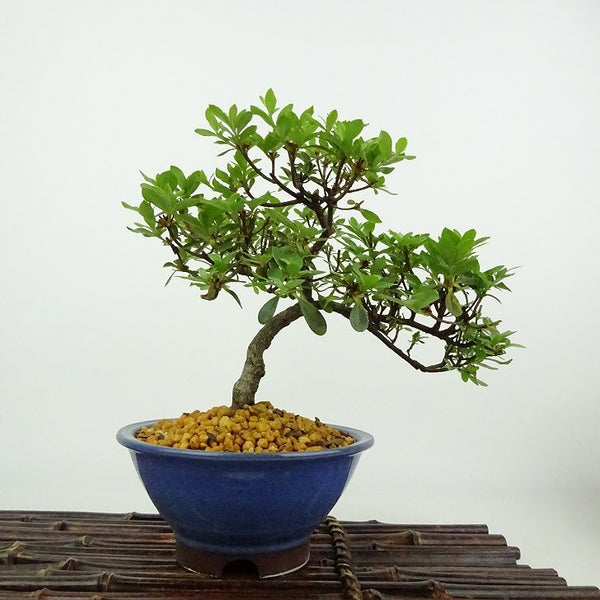 盆栽 皐月 満月 樹高 約16cm さつき Rhododendron indicum サツキ ツツジ科 常緑樹 観賞用 小品 e1198413467