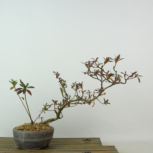 盆栽 皐月 桃香 樹高 約17cm さつき Rhododendron indicum サツキ ツツジ科 常緑樹 観賞用 小品 d1198425415