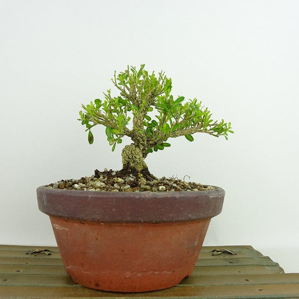 盆栽 台湾黄楊 樹高 約12cm たいわんつげ タイワンツゲ 柘植 ツゲ科 常緑樹 観賞用 小品 w1198412959