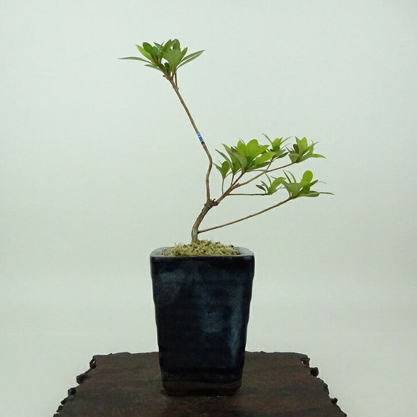 盆栽 皐月 樹高 約14cm さつき Rhododendron indicum サツキ ツツジ科 常緑樹 観賞用 小品 f1198414903