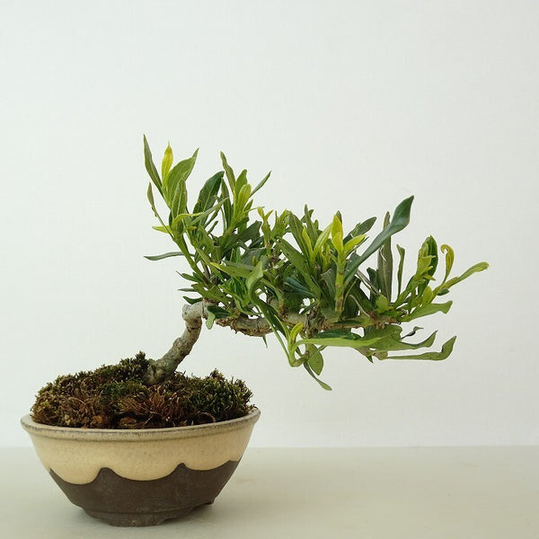 盆栽 梔子 喜代誉 樹高 約10cm くちなし Gardenia jasminoides クチナシ アカネ科 クチナシ属 常緑樹 観賞用 小品 x1198404998