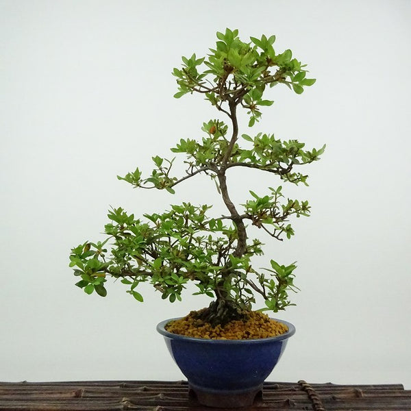 盆栽 皐月 満月 樹高 約24cm さつき Rhododendron indicum サツキ ツツジ科 常緑樹 観賞用 s1198419500