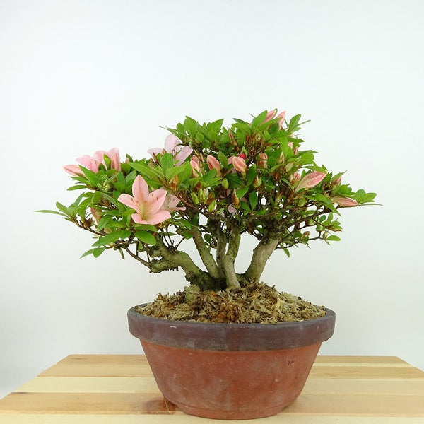盆栽 皐月 日光 樹高 約19cm さつき Rhododendron indicum サツキ ツツジ科 常緑樹 観賞用 小品 k1198408835