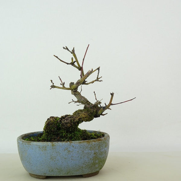 盆栽 熊柳 樹高 約10cm くまやなぎ Berchemia racemosa クマヤナギ クロウメモドキ科 クマヤナギ属 つる性 落葉樹 観賞用 小品 u1198423898