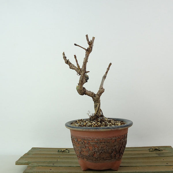 盆栽 桜 オカメザクラ 樹高 約14cm さくら サクラ バラ科 落葉樹 観賞用 小品 c1198404497