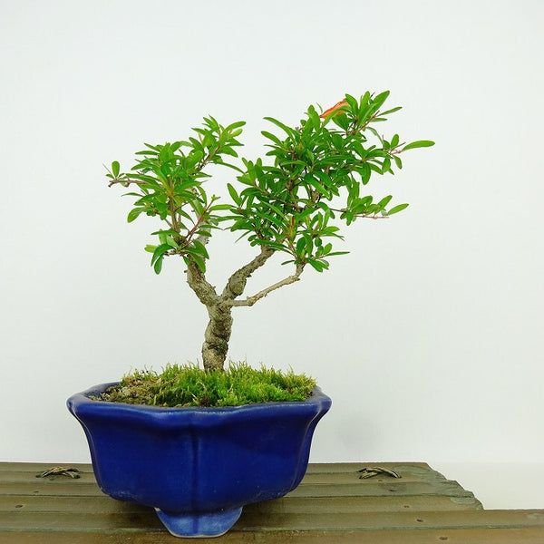 盆栽 石榴 樹高 約15cm ざくろ Punica granatum ザクロ ミソハギ科 ザクロ属 落葉樹 観賞用 小品 m1198409616