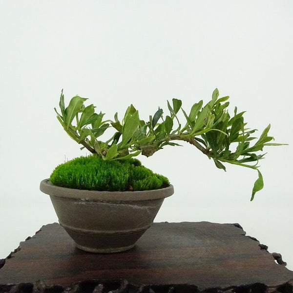 盆栽 梔子 喜代誉 樹高 約6cm くちなし Gardenia jasminoides クチナシ アカネ科 クチナシ属 常緑樹 観賞用 小品 r1198405037