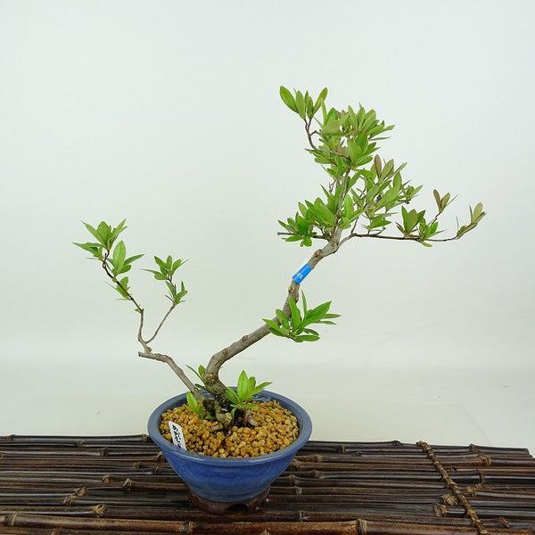 盆栽 皐月 あおぞら 樹高 約25cm さつき Rhododendron indicum サツキ ツツジ科 常緑樹 観賞用 p1198409897