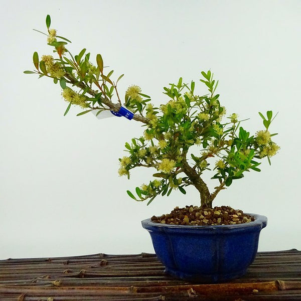 盆栽 台湾黄楊 樹高 約17cm たいわんつげ タイワンツゲ 柘植 ツゲ科 常緑樹 観賞用 小品 e1198415007