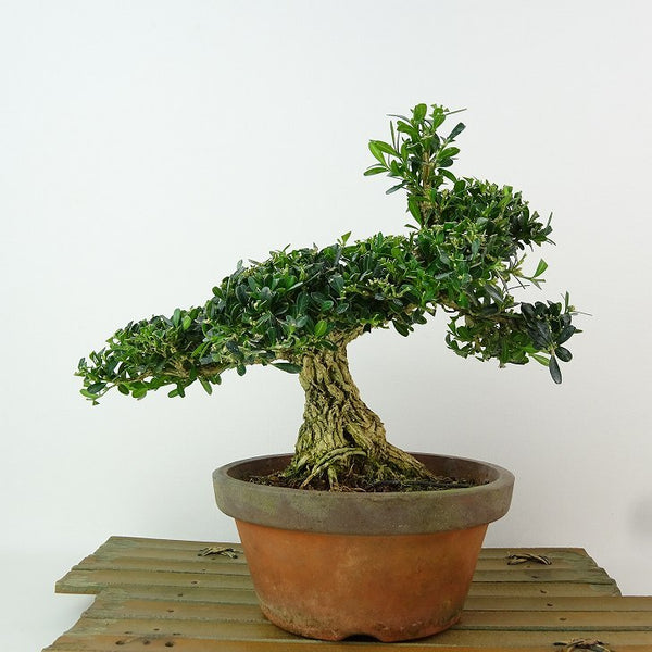 盆栽 台湾黄楊 樹高 約17cm たいわんつげ タイワンツゲ 柘植 ツゲ科 常緑樹 観賞用 小品 k1198409926