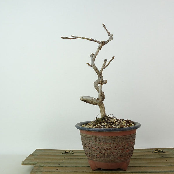 盆栽 桜 オカメザクラ 樹高 約18cm さくら サクラ バラ科 落葉樹 観賞用 小品 s1198419001