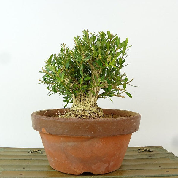 盆栽 台湾黄楊 樹高 約11cm たいわんつげ タイワンツゲ 柘植 ツゲ科 常緑樹 観賞用 小品 u1198423285