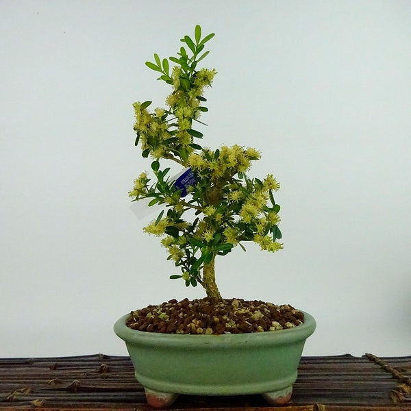 盆栽 台湾黄楊 樹高 約21cm たいわんつげ タイワンツゲ 柘植 ツゲ科 常緑樹 観賞用 h1198420692