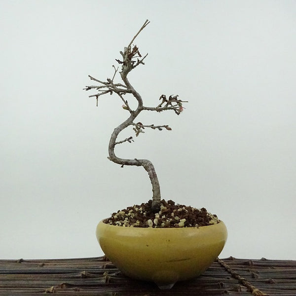 盆栽 桜 信濃桜 樹高 約23cm さくら サクラ バラ科 落葉樹 観賞用 n1198408830