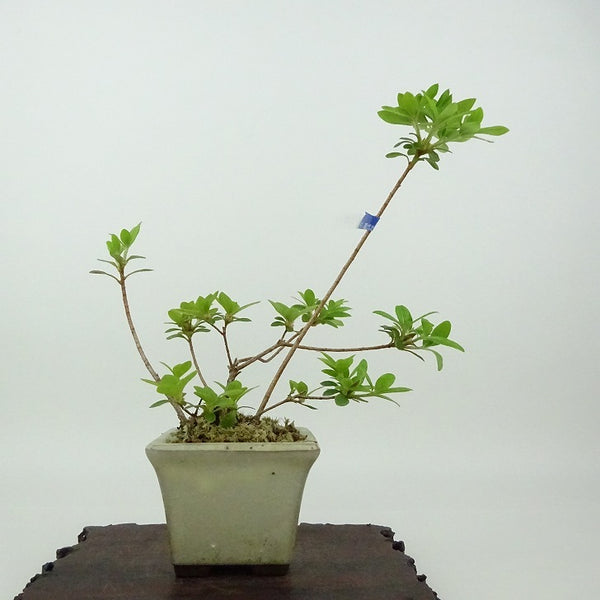 盆栽 皐月 樹高 約15cm さつき Rhododendron indicum サツキ ツツジ科 常緑樹 観賞用 小品 d1198424421