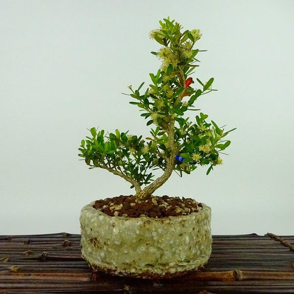 盆栽 台湾黄楊 樹高 約18cm たいわんつげ タイワンツゲ 柘植 ツゲ科 常緑樹 観賞用 小品 n1198414354