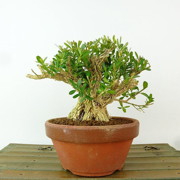 盆栽 台湾黄楊 樹高 約11cm たいわんつげ タイワンツゲ 柘植 ツゲ科 常緑樹 観賞用 小品 m1198409570