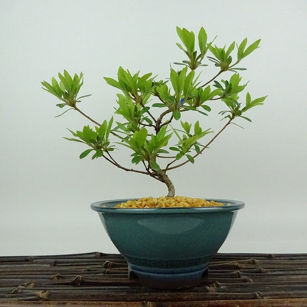 盆栽 皐月 聖代 樹高 約17cm さつき Rhododendron indicum サツキ ツツジ科 常緑樹 観賞用 小品 r1198407221