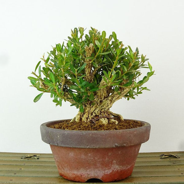 盆栽 台湾黄楊 樹高 約11cm たいわんつげ タイワンツゲ 柘植 ツゲ科 常緑樹 観賞用 小品 c1198403538