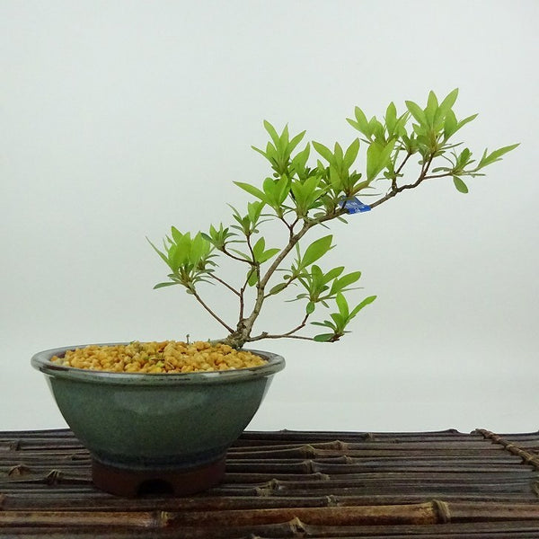 盆栽 皐月 聖代 樹高 約17cm さつき Rhododendron indicum サツキ ツツジ科 常緑樹 観賞用 小品 h1198423978