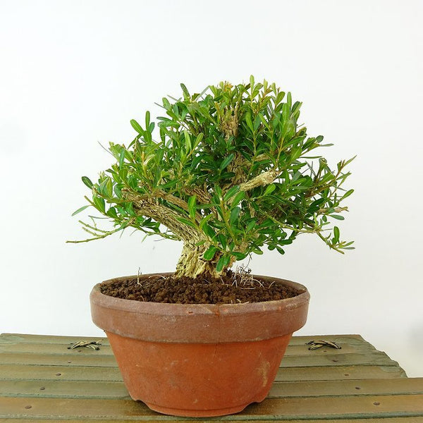 盆栽 台湾黄楊 樹高 約11cm たいわんつげ タイワンツゲ 柘植 ツゲ科 常緑樹 観賞用 小品 g1198423600