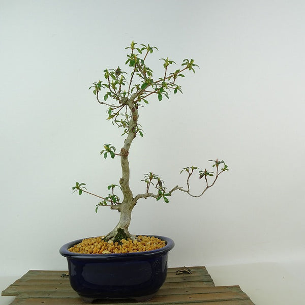 盆栽 皐月 彩 樹高 約27cm さつき Rhododendron indicum サツキ ツツジ科 常緑樹 観賞用 1198408759
