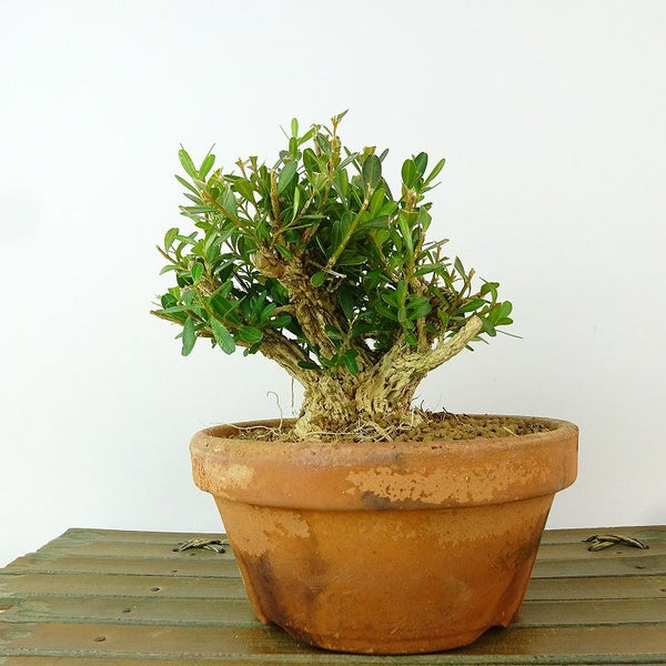 盆栽 台湾黄楊 樹高 約10cm たいわんつげ タイワンツゲ 柘植 ツゲ科 常緑樹 観賞用 小品 e1198414466