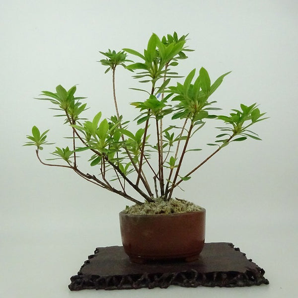 盆栽 皐月 樹高 約20cm さつき Rhododendron indicum サツキ ツツジ科 常緑樹 観賞用 小品 s1198410338