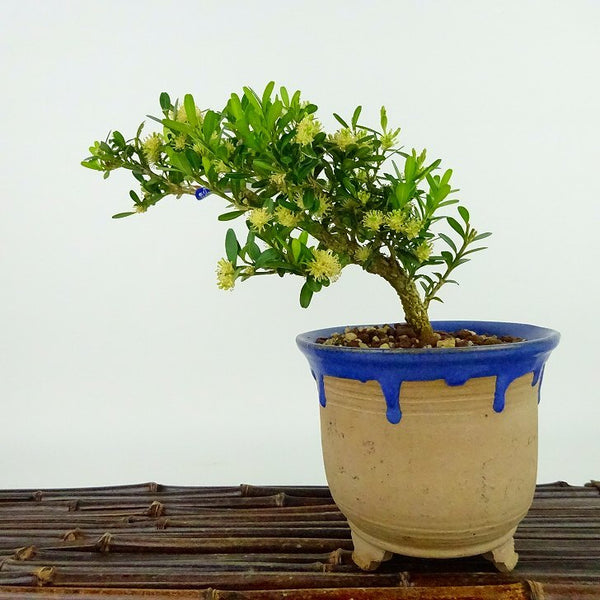 盆栽 台湾黄楊 樹高 約14cm たいわんつげ タイワンツゲ 柘植 ツゲ科 常緑樹 観賞用 小品 j1198413579