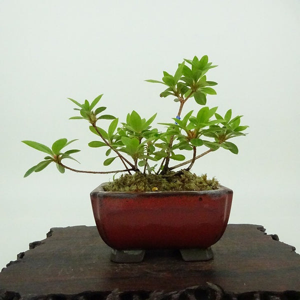 盆栽 皐月 樹高 約8cm さつき Rhododendron indicum サツキ ツツジ科 常緑樹 観賞用 小品 k1198413809
