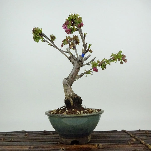 盆栽 桜 南殿桜 樹高 約21cm さくら サクラ バラ科 落葉樹 観賞用 o1198429056