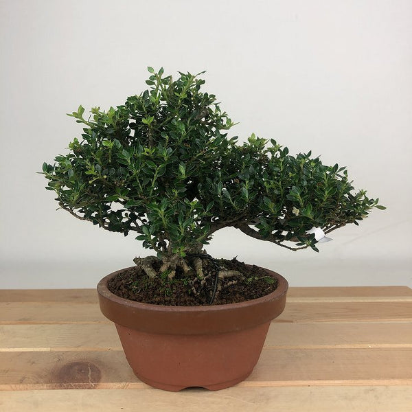 盆栽 黄楊 姫ツゲ 樹高 約12cm つげ Buxus microphylla var. japonica ツゲ 柘植 ツゲ科 常緑樹 観賞用 小品 b1198423861