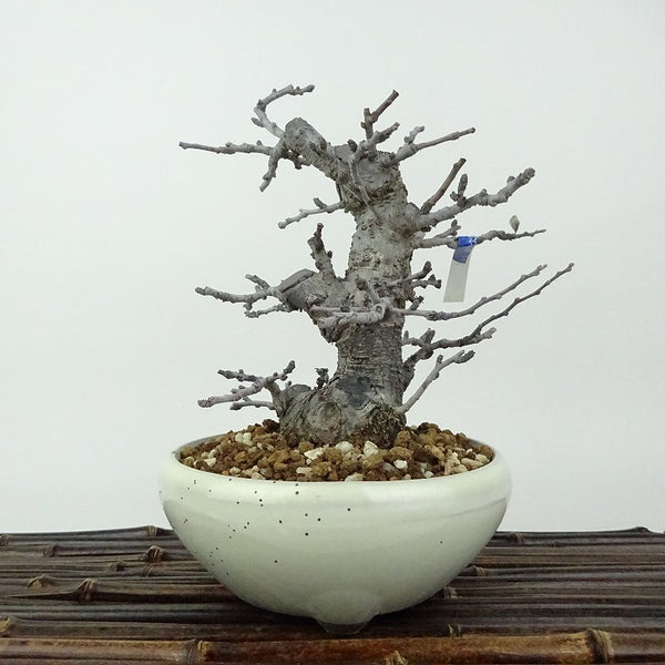 盆栽 梅 長寿梅 樹高 約16cm ちょうじゅばい チョウジュバイ ２号 2号性 バラ科 ボケ属 落葉樹 観賞用 小品 e1198410285